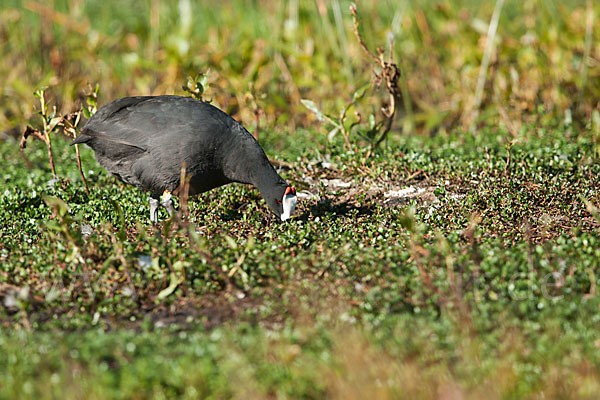 Kammbläßhuhn (Fulica cristata)