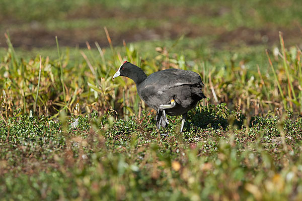 Kammbläßhuhn (Fulica cristata)