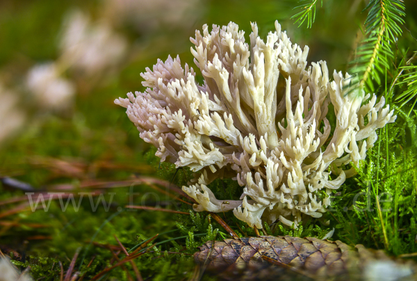 Kammförmige Koralle (Clavulina coralloides)