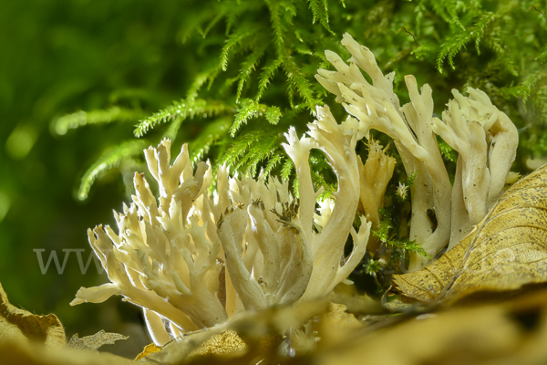 Kammförmige Koralle (Clavulina coralloides)