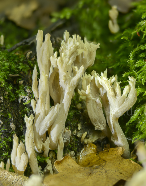 Kammförmige Koralle (Clavulina coralloides)