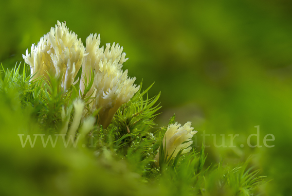 Kammförmige Koralle (Clavulina coralloides)