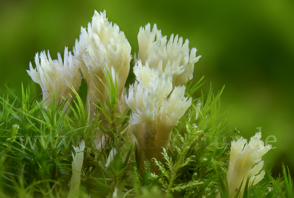 Kammförmige Koralle (Clavulina coralloides)