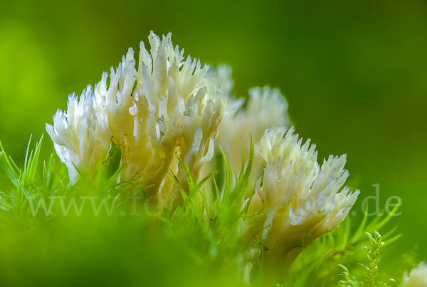 Kammförmige Koralle (Clavulina coralloides)