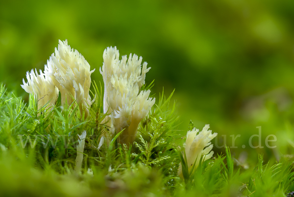 Kammförmige Koralle (Clavulina coralloides)