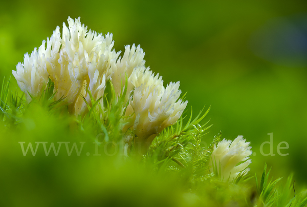 Kammförmige Koralle (Clavulina coralloides)