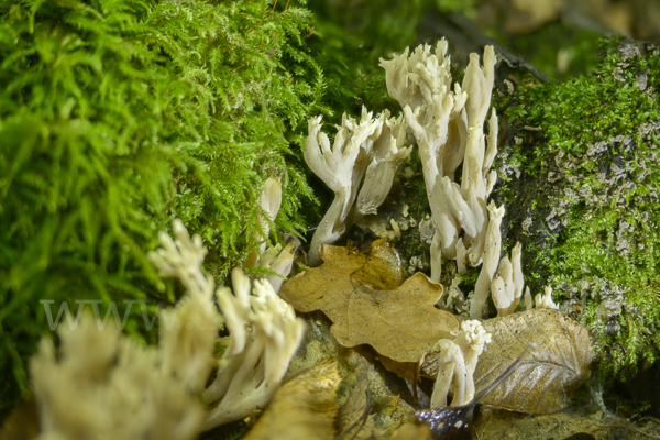 Kammförmige Koralle (Clavulina coralloides)