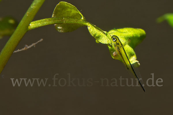 Kammmolch (Triturus cristatus)