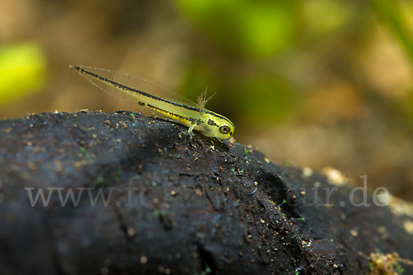 Kammmolch (Triturus cristatus)