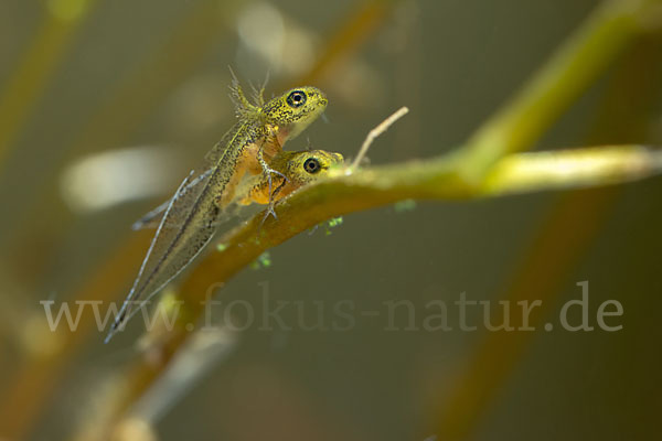 Kammmolch (Triturus cristatus)