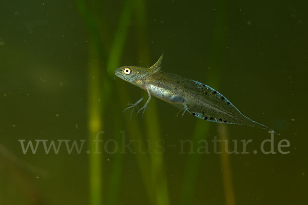 Kammmolch (Triturus cristatus)