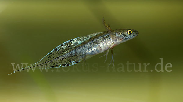 Kammmolch (Triturus cristatus)