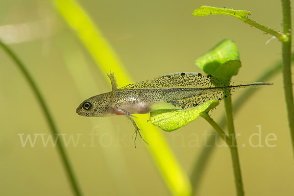 Kammmolch (Triturus cristatus)