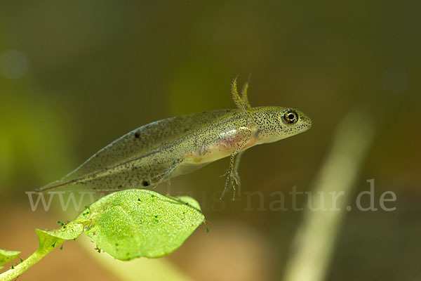 Kammmolch (Triturus cristatus)