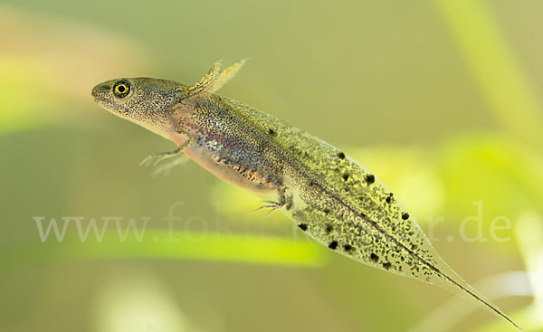 Kammmolch (Triturus cristatus)