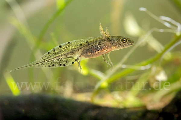 Kammmolch (Triturus cristatus)