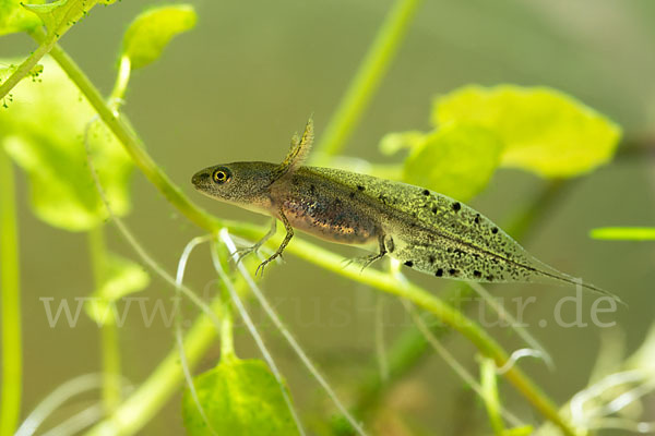 Kammmolch (Triturus cristatus)