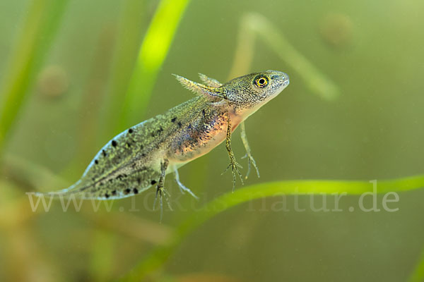 Kammmolch (Triturus cristatus)