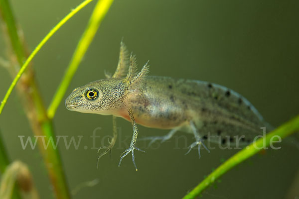 Kammmolch (Triturus cristatus)