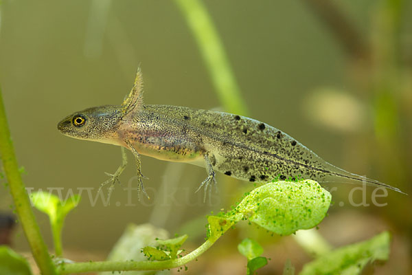 Kammmolch (Triturus cristatus)