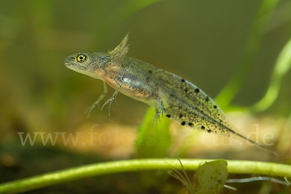 Kammmolch (Triturus cristatus)