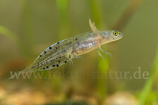 Kammmolch (Triturus cristatus)