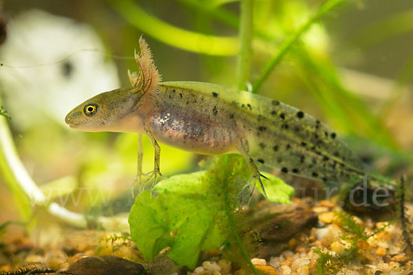 Kammmolch (Triturus cristatus)