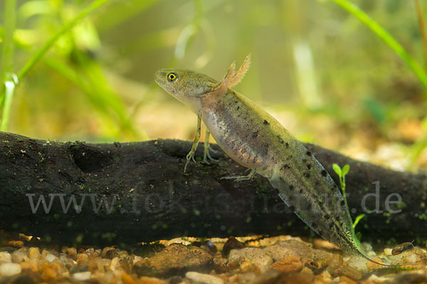 Kammmolch (Triturus cristatus)