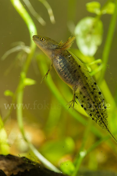 Kammmolch (Triturus cristatus)