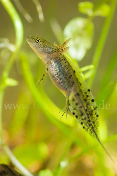 Kammmolch (Triturus cristatus)