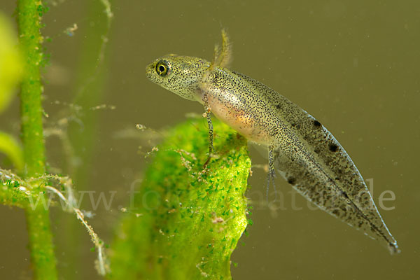 Kammmolch (Triturus cristatus)