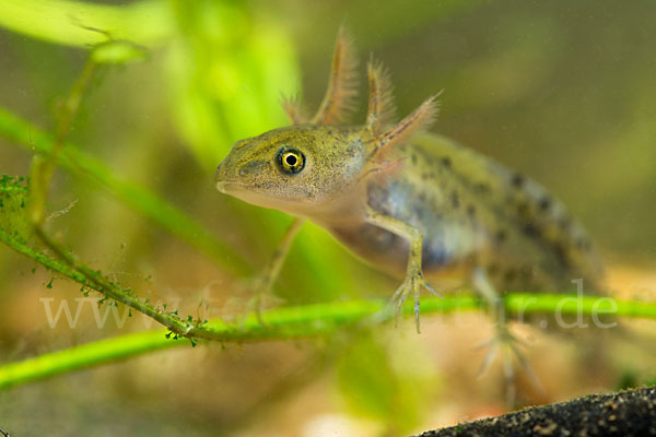 Kammmolch (Triturus cristatus)