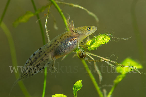 Kammmolch (Triturus cristatus)