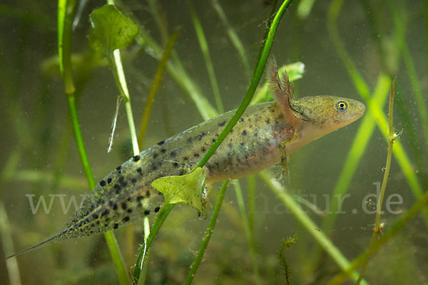 Kammmolch (Triturus cristatus)