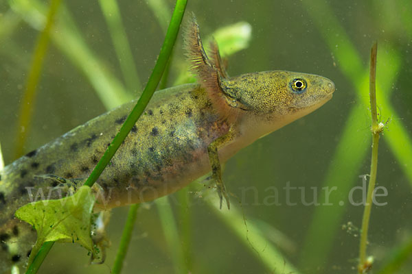 Kammmolch (Triturus cristatus)