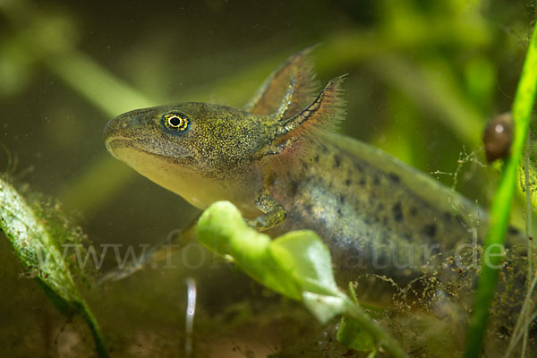 Kammmolch (Triturus cristatus)