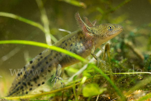 Kammmolch (Triturus cristatus)