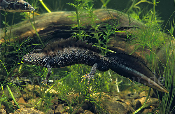 Kammolch (Triturus cristatus)