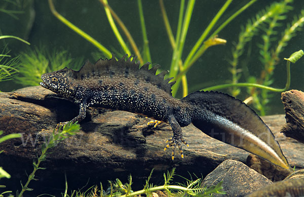 Kammolch (Triturus cristatus)