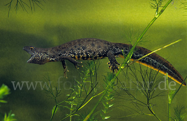 Kammolch (Triturus cristatus)