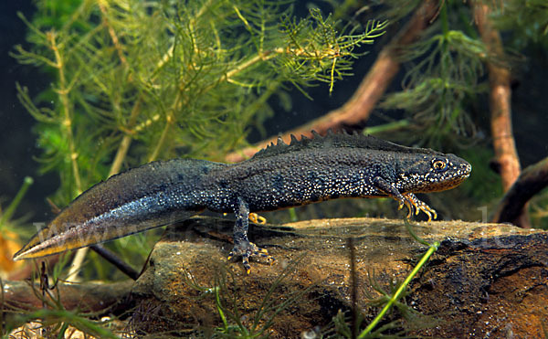 Kammolch (Triturus cristatus)