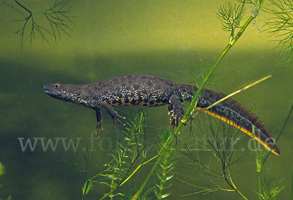 Kammolch (Triturus cristatus)