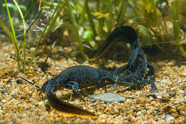 Kammolch (Triturus cristatus)