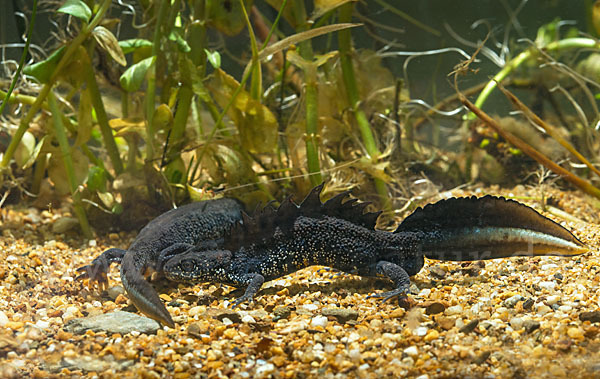 Kammolch (Triturus cristatus)