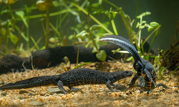 Kammolch (Triturus cristatus)