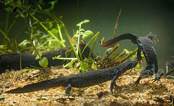 Kammolch (Triturus cristatus)