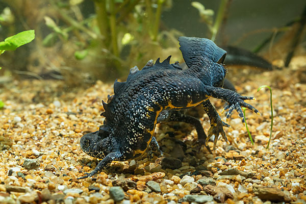 Kammolch (Triturus cristatus)