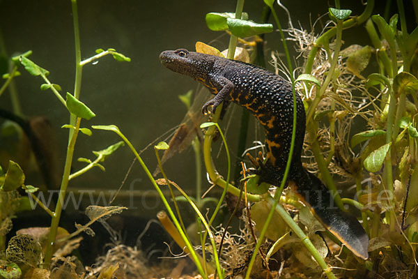 Kammolch (Triturus cristatus)