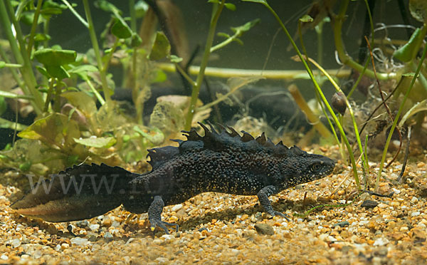 Kammolch (Triturus cristatus)