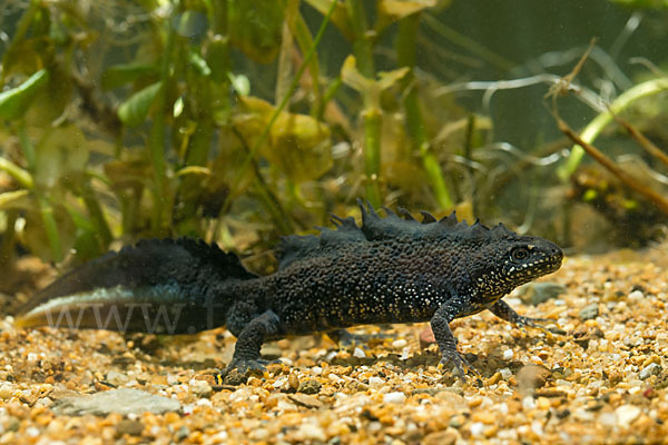 Kammolch (Triturus cristatus)